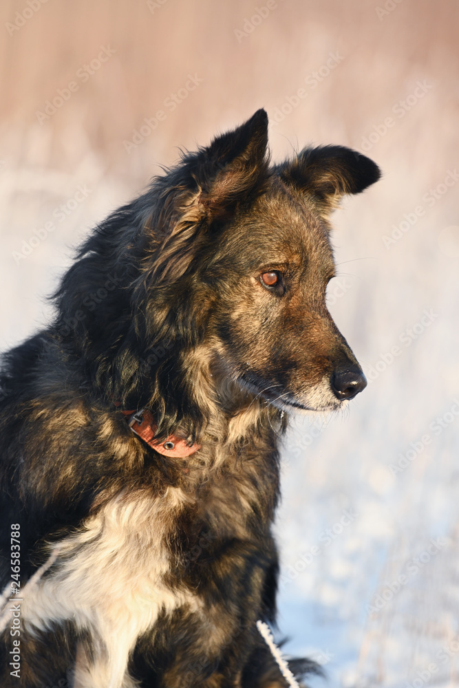 Fototapeta premium Portrait of a dark dog on snow background, outdoors, vertical.