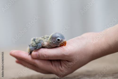 Close up shot of human hand holding beautiful miniature Fischer's lovebirds chick playing and searching for feeding.
