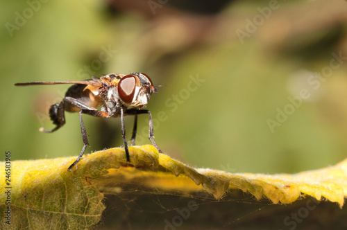 Fly cleans its paws photo