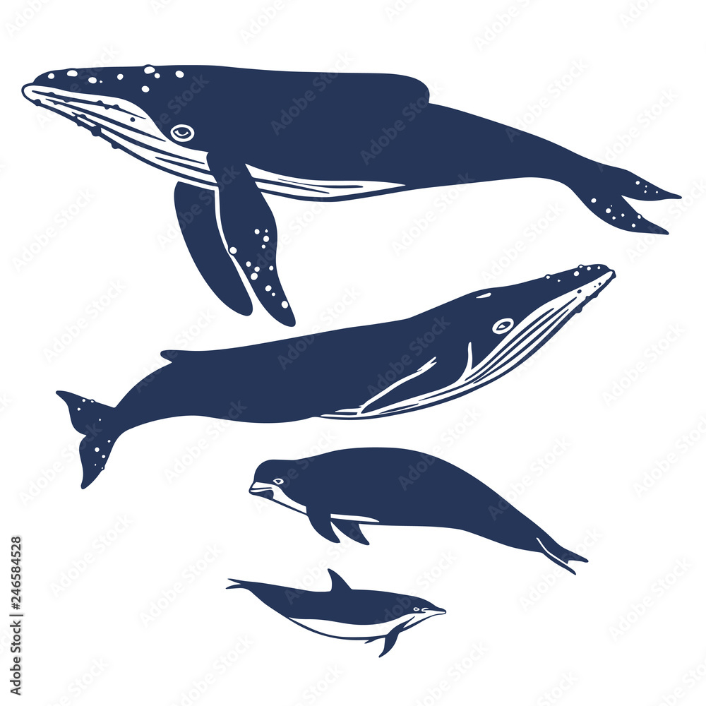 Naklejka Set of vector whales and dolphins. Hand drawn illustration