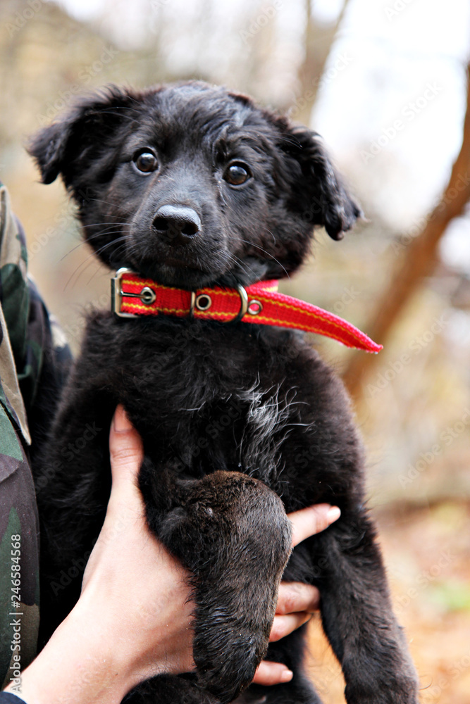 Black puppy in a red collar