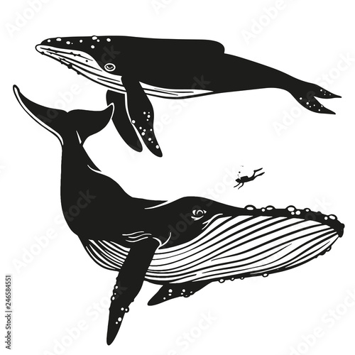 Set of vector whales and dolphins. Hand drawn illustration