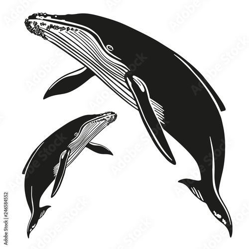 Set of vector whales and dolphins. Hand drawn illustration