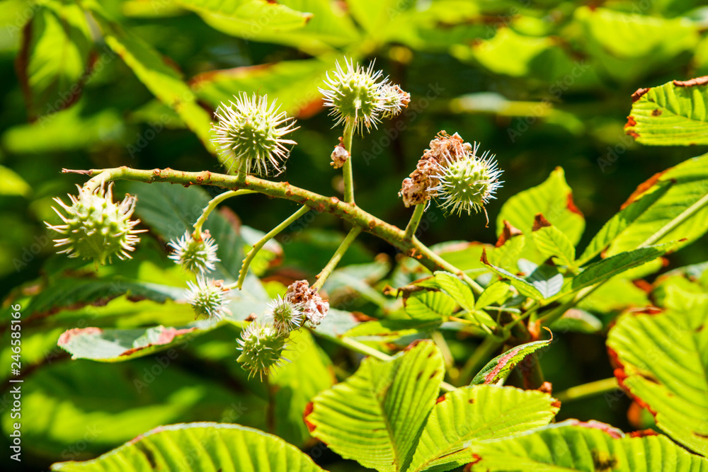 Small young chestnuts on a branch surrounded by green leaves in clear weather Small young chestnuts on a branch surrounded by green leaves in clear weather