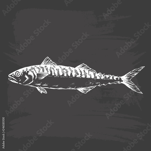 Hand Drawn Illustration of a Blue Mackerel, Scomber, on blackboard