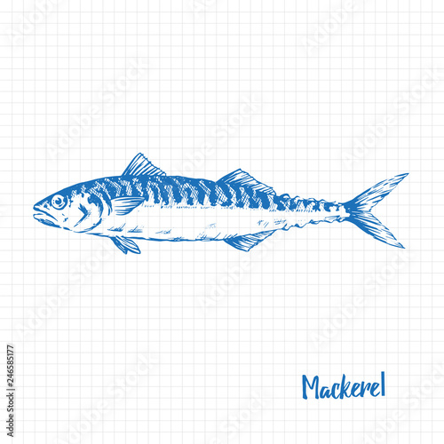 Realistic Hand Drawn Illustration a Mackerel, Scomber, Blue on graph paper
