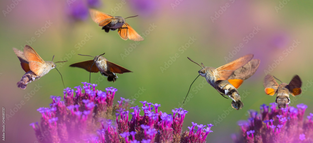 Fototapeta Hummingbird Hawk Moth (Macroglossum stellatarum) sucking nectar from flower in the garden