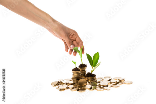cropped view of woman touching green leaves on top of golden coins isolated on white