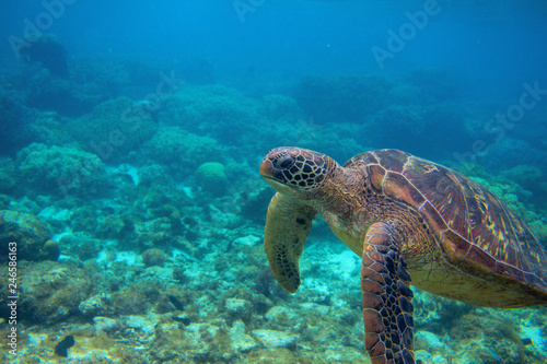 Sea turtle in coral landscape. Exotic marine turtle underwater photo. Oceanic animal in wild nature