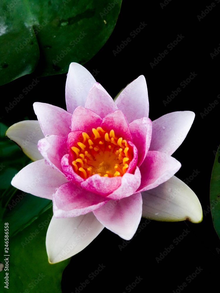 Lotus flower in the pot.lotus flower pink.Lotus flower bloom Lotus flower in the pot.lotus flower pink.Lotus flower bloom