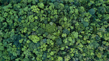 Fotobehang Hotel Bos van bovenaf luchtfoto textuur  © Kalyakan