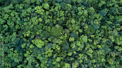 Forest and tree landscape texture abstract background, Aerial top view forest atmosphere area, Texture of forest view from above, Ecosystem and healthy ecology environment concepts. photo