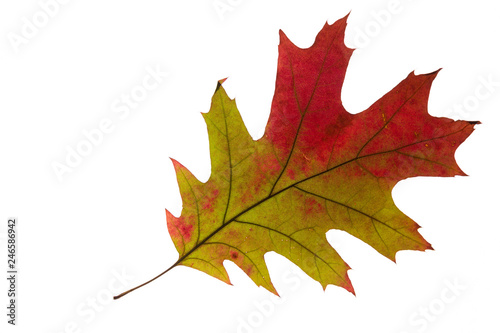 Colorful maple autumn leaves on white background