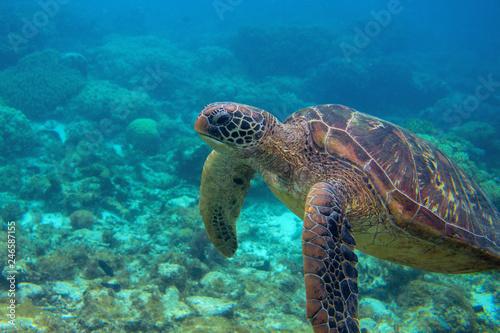 Sea turtle closeup. Endangered marine turtle underwater photo. Oceanic animal in wild nature © Elya.Q