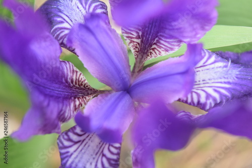 blue iris flower © muhamat1985