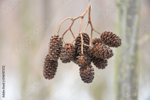 elzenproppen tegen een winterse achtergrond in de Kruisbergse Bossen photo