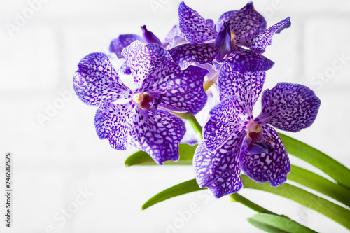 Purple orchid wanda close up.Shallow depth of field, soft effect.