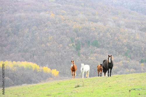 Horses on a pasture in autunm Crimea on mountian background. Horizontal. © glenkar