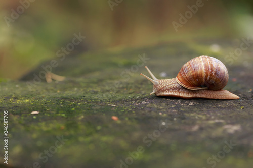 snail on the tree on the right side