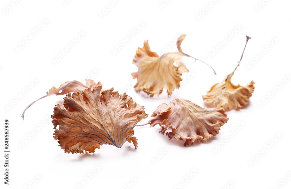 Fototapeta premium Dry leaves isolated on white background