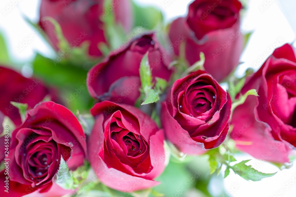 Closeup beautiful fresh red roses and green leaf with white background and overexposed light in top view Closeup beautiful fresh red roses and green leaf with white background and overexposed light in top view