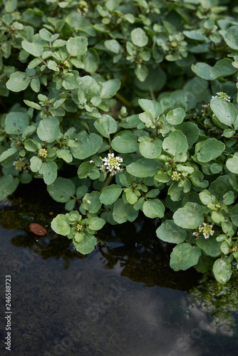 Nasturtium officinale