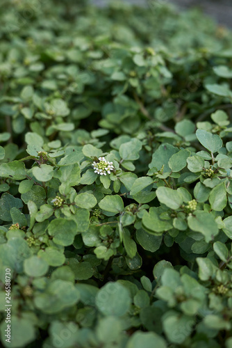 Nasturtium officinale