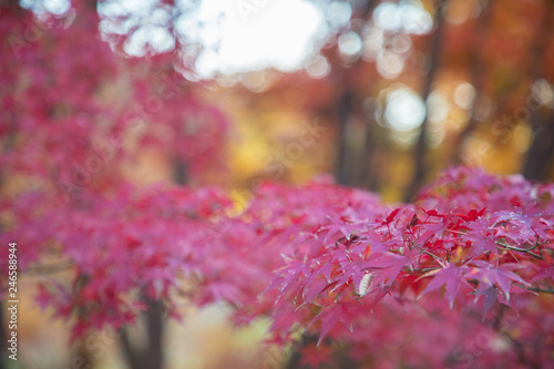 紅葉 © MIYUKI