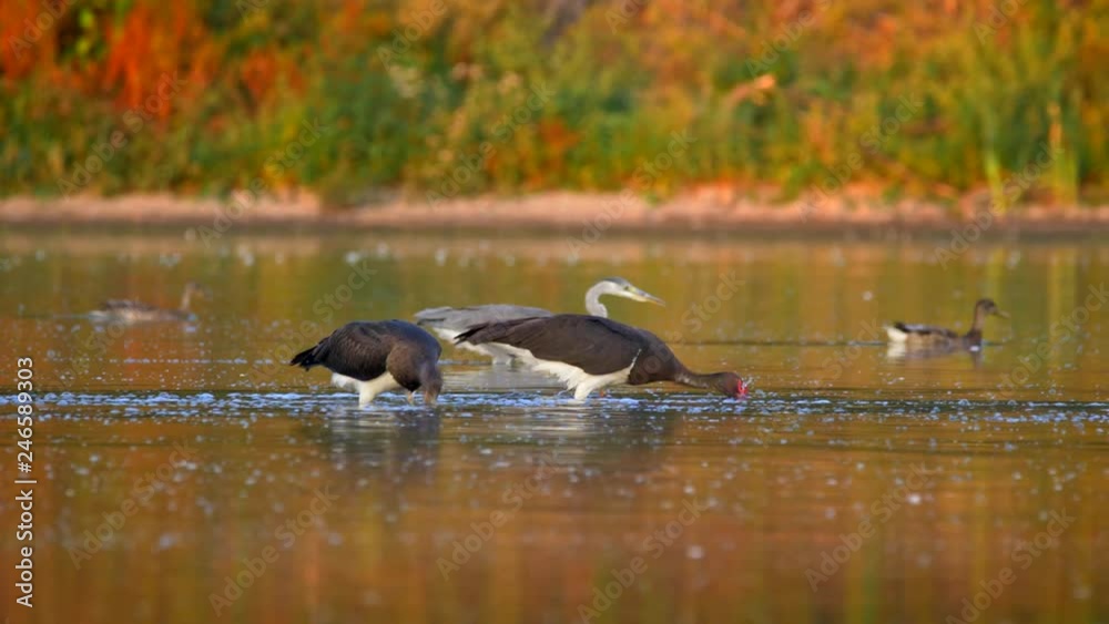 Black storks (Ciconia nigra) and grey herons (Ardea cinerea) fishing Black storks (Ciconia nigra) and grey herons (Ardea cinerea) fishing