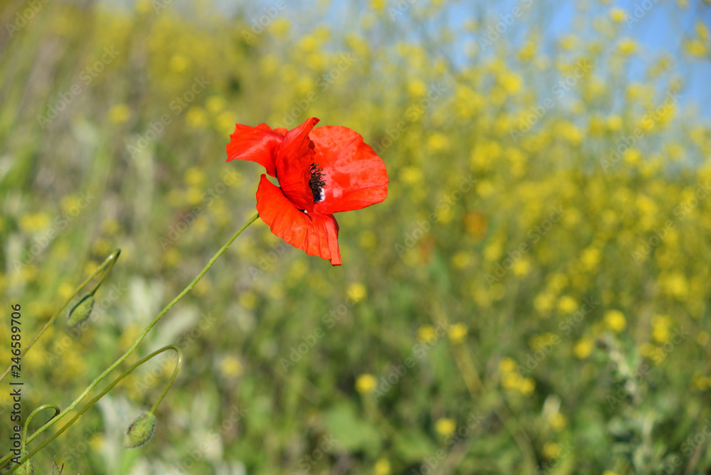 Fototapeta premium Spring landscape of red poppy on a yellow rapeseed field.