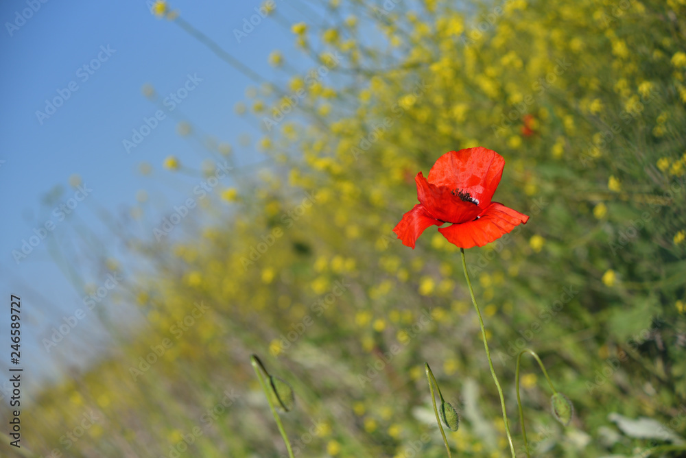 Fototapeta premium Spring landscape of red poppy on a yellow rapeseed field.