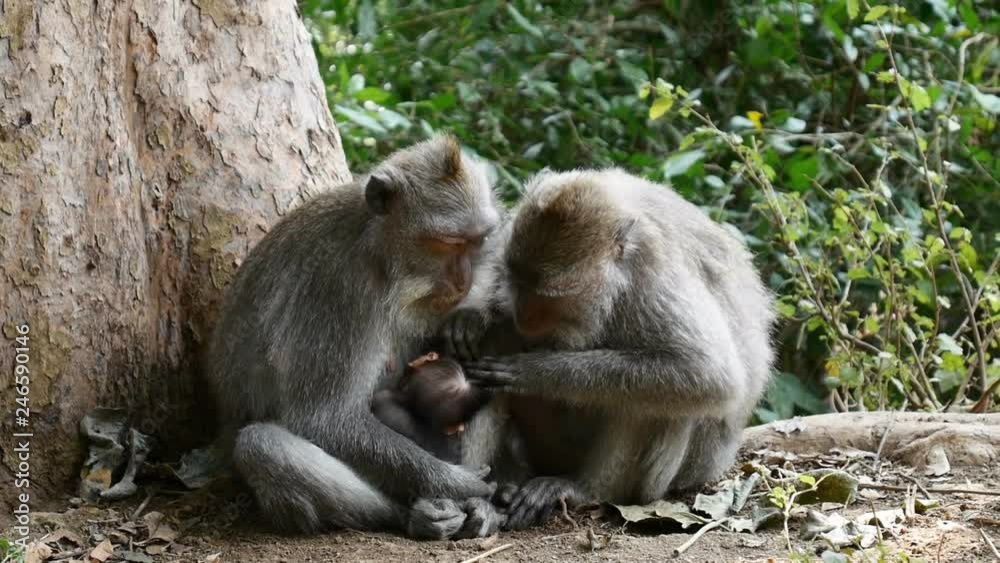 close view funny monkeys sit at thick tree trunk and look for fleas in cub against green plants in national park close view funny monkeys sit at thick tree trunk and look for fleas in cub against green plants in national park