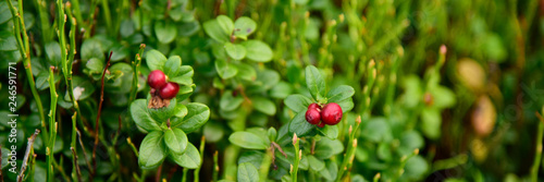 Cowberry Ripe wild lingonberries in the forest photo