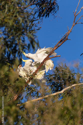 Cockatoo in Tree