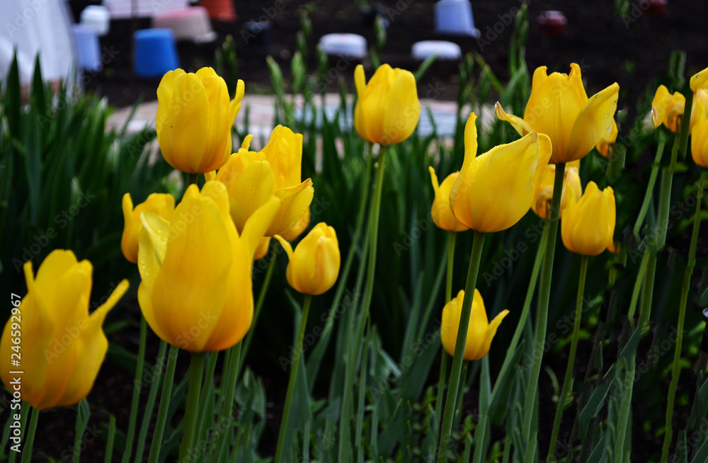 Obraz premium Spring flowers. Early spring flower in the field. Easter holiday concept