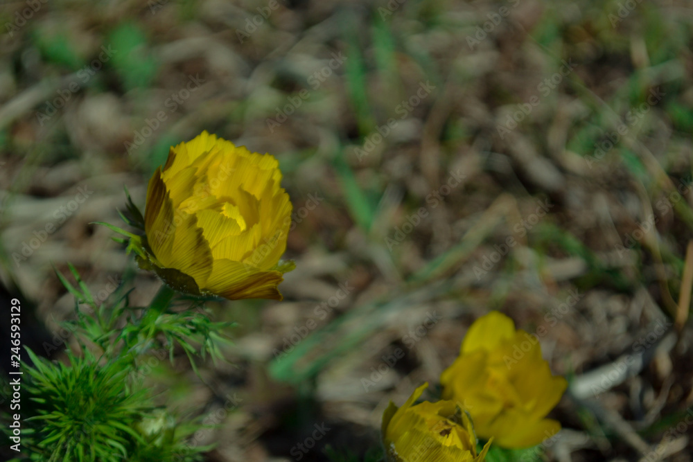Spring flowers. Early spring flower in the field. Easter holiday concept Spring flowers. Early spring flower in the field. Easter holiday concept