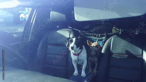 3 dogs trapped in a car on a hot sunny day in a Lidl car park in Longton, just off the high street photo
