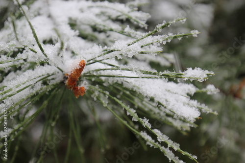 A green pine branch in white winter snow 