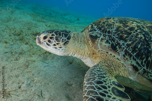 Sea Turtle at the Red Sea  Egypt