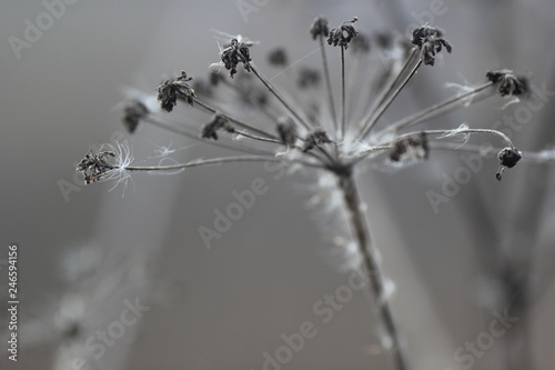 Grey inflorescence of aegopodium (umbrella flower) against grey background in late autumn 
