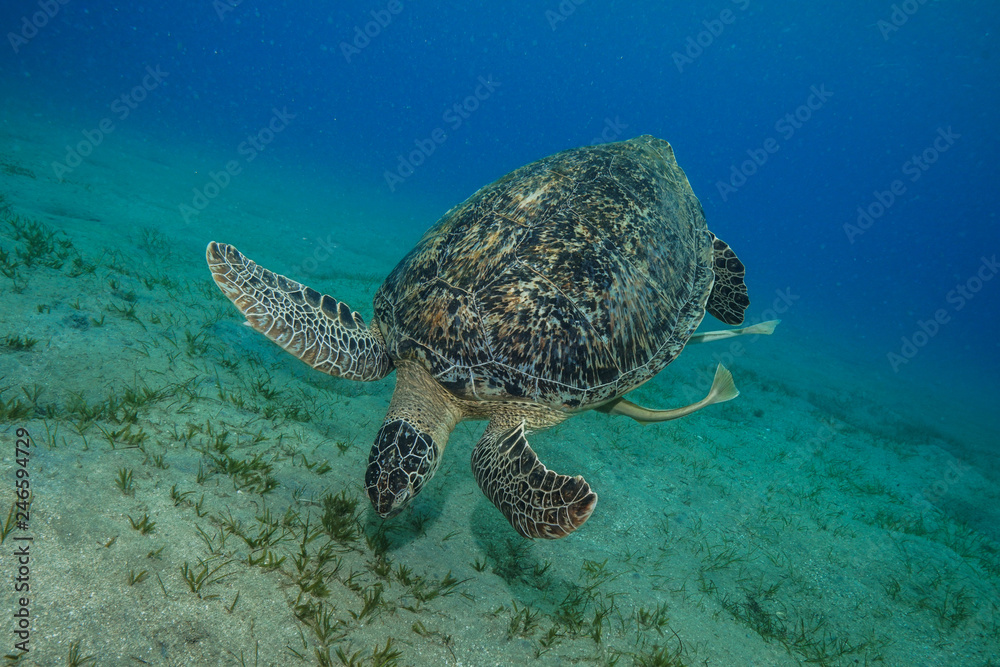 Sea Turtle at the Red Sea, Egypt