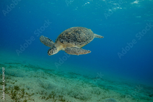 Sea Turtle at the Red Sea, Egypt