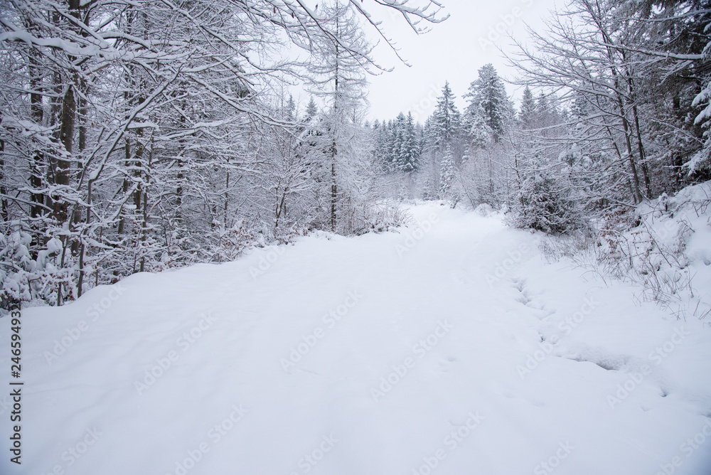 Snow covered trees in the winter forest