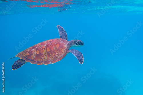 Green turtle in blue ocean. Exotic marine turtle underwater photo. Oceanic animal in wild nature. Summer vacation