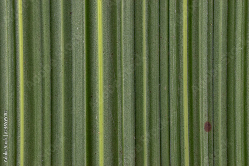 bamboo leaf background pattern