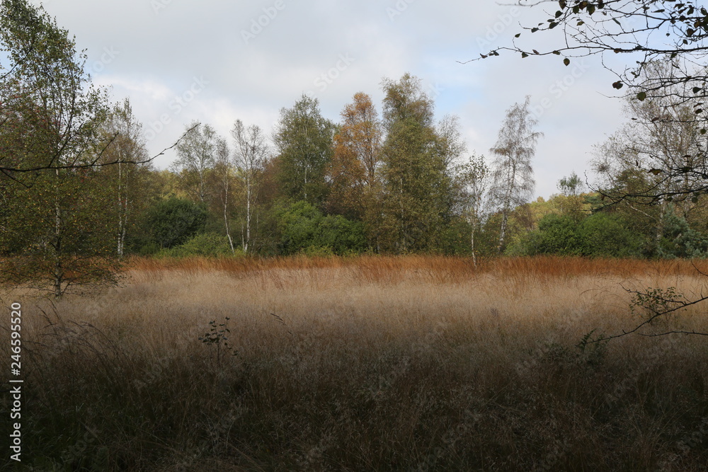 Schwarzes Moor in der Rhön Schwarzes Moor in der Rhön