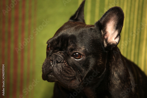 black french bulldog home interior  © jonicartoon