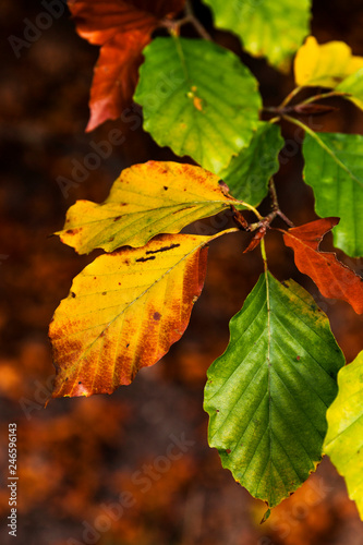 Orange yellow & green leaves hanging from tree branch.