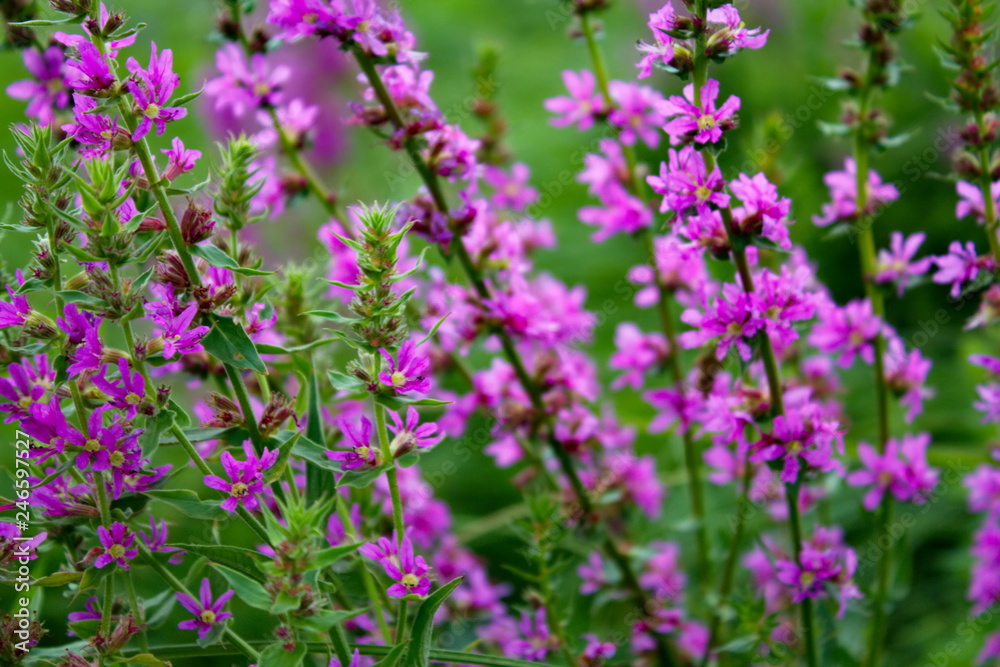 purple flowers in the garden purple flowers in the garden