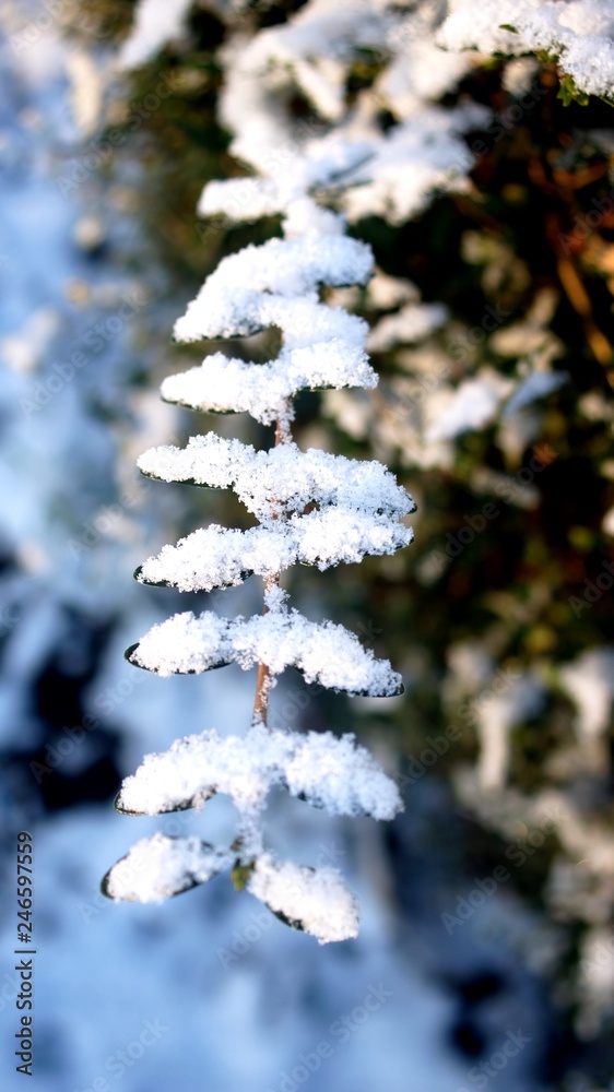 snow,leafs,winter,tree, snow, winter, christmas, pine, white, nature, branch, fir, frost, cold, green, isolated, season, spruce, forest, evergreen, ice, holiday, frozen, sky, christmas 